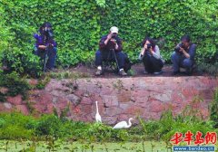 小西湖又來一只小白鷺