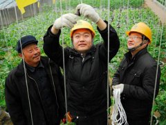 促进农村有机蔬菜生長