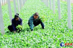 菜农实际收益顯著提高