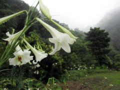 上万株白色花朵盛开有如满山遍野白鹭鸶粉飾山谷