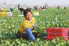 该基地引进先进技术和良种