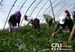 有机蔬菜培养园地 聚鲜园绿色蔬菜工業园