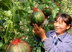  黑龙江日报4月23日讯 在果农經心管护下