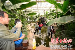 成立了12000平方米的高等花草、南边水果北种、无土立体栽培有机蔬菜、草莓基地