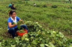 江西万载：有机农业成为新兴支柱工業