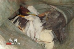  (隆回县林业局缴获的捕鸟东西和鸟) (缴获的鹭丝) 红网隆回4月25日讯（通讯员 杨贵新 阳松卿 袁志常 邓晓）5米、