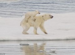 北极冰雪融化 北极熊被迫背着幼仔游泳(图)