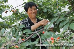 唐山:迁安一亩能顶十亩田 樱桃红时农家欢＿迁安