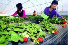 江苏灌南：农业也“低碳”（图）