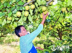 “三品一标”是当局主导的安详优质农產物民眾品牌