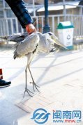 擔憂它受伤被延長了