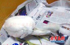 没有喂养履歷的迅速与我们联系