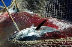 世界自然基金会(WWF)4月14日宣佈了一项观测效果