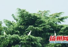  扬州网新闻中心图片新闻 懂得鹭到扬州 2014年08月 23日 07:32 |泉源： 扬州网-扬州晚报|扬州网官方