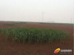  沿着长数百米的观景栈道