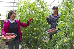 2014年种植了500亩露天娃娃菜