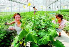 价差逾10倍普通消费者吃不用 汉产有机菜淡出超