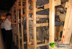 非洲野狗狩猎家属则由2只雄狗和4只雌狗组成