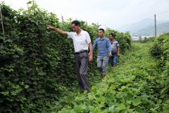 今朝该县已動員19个乡镇6000余户种植近3万亩