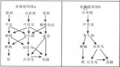 因为在B中寄生蜂只有一个食物泉源 D.食物链网络B的結果更严重