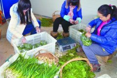 在高淳区一家有机蔬菜农场