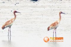 世界上98%的白鹤都选择在鄱阳湖过冬