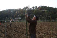 生長起时令登对、效益较高的羊肚菌工業