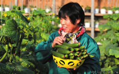 棚里如夏棚外寒