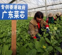 该公司是我省今朝独一的的“广东菜芯”等叶面菜生产基地