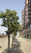 ” 登封播报 孙淑霞 文/图 （责任编辑：HN666）