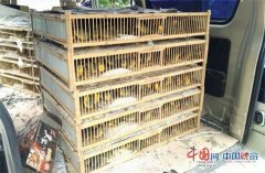  红嘴相思鸟属于小型鸟类