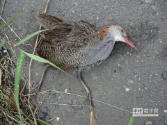 有位郭姓公众传递台南市生態保育學會