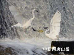 百余只白鹭迁安“生儿育女”（图）