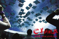 它们劃分是最大的水族馆——水体总容量为48750000升；最大的水族箱——单个水池水体总容量为22700000升；最大的