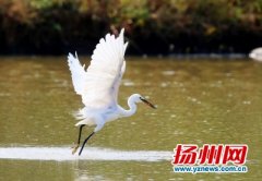 小白鹭喜逮红鱼