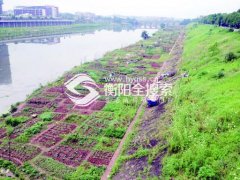 本年年頭他也在此开垦了一块菜地