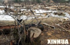 可是在海南省临高县3个犯科木炭厂的30座木炭窑却我行我素