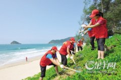 种木麻黄守“最美海滩”