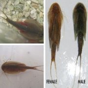  原标题：四川半虾半鱼生物系三眼恐龙虾 世界最丑动物冠军
