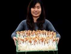 这种技术扶植的活体豆芽具有本钱低、无农药、无化肥、无添加、周期短、收益高档优点
