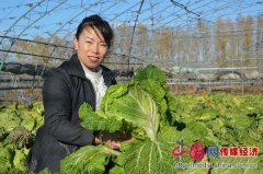 黑龙江省二九一农场绿色有机蔬菜引领职工整富