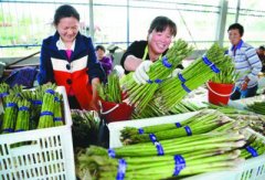  已阅读 相关阅读: 版权与免责声明： 1、凡本站及其子站注明“信息泉源：全国农產物商务信息民眾服务平台”的所有作品