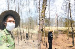750亩防护林被蝗啃剩树丫(组图)