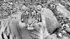 在该国向反盗猎巡逻、牲畜损失赔偿项目以及老虎掩護区四周可連續生長的旅游业等举办了更多投资后