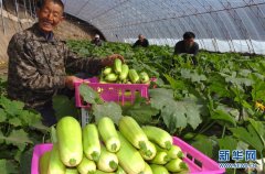 蔬菜尺度化水準到達90%以上
