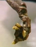  在俄罗斯圣彼德堡四周索斯诺维-波尔的一处河岸上发现不明生物残骸