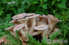 代表了原生态、无污染、安详的丛林情況；字体颜色也由旧版的白色改为鲜绿色